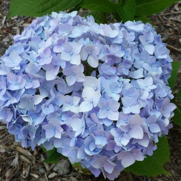 Meet your Posher, Angie - Picture 1 of 1